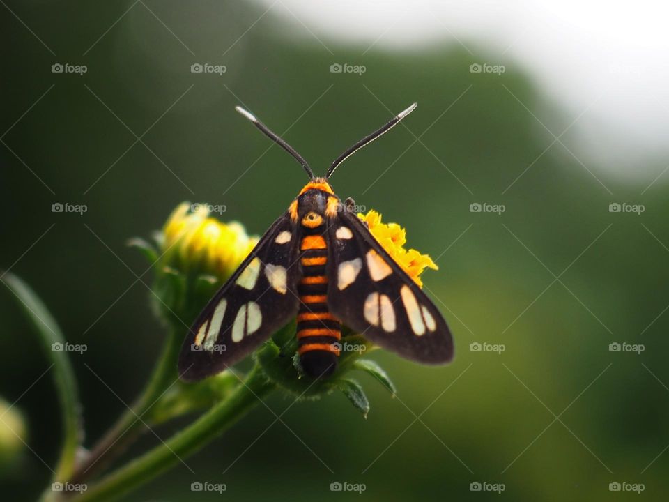 tiger moth
