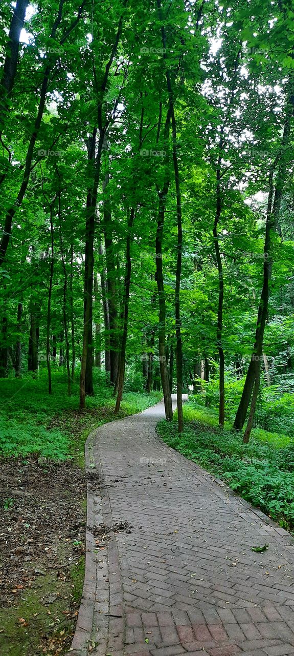 Path in the forest