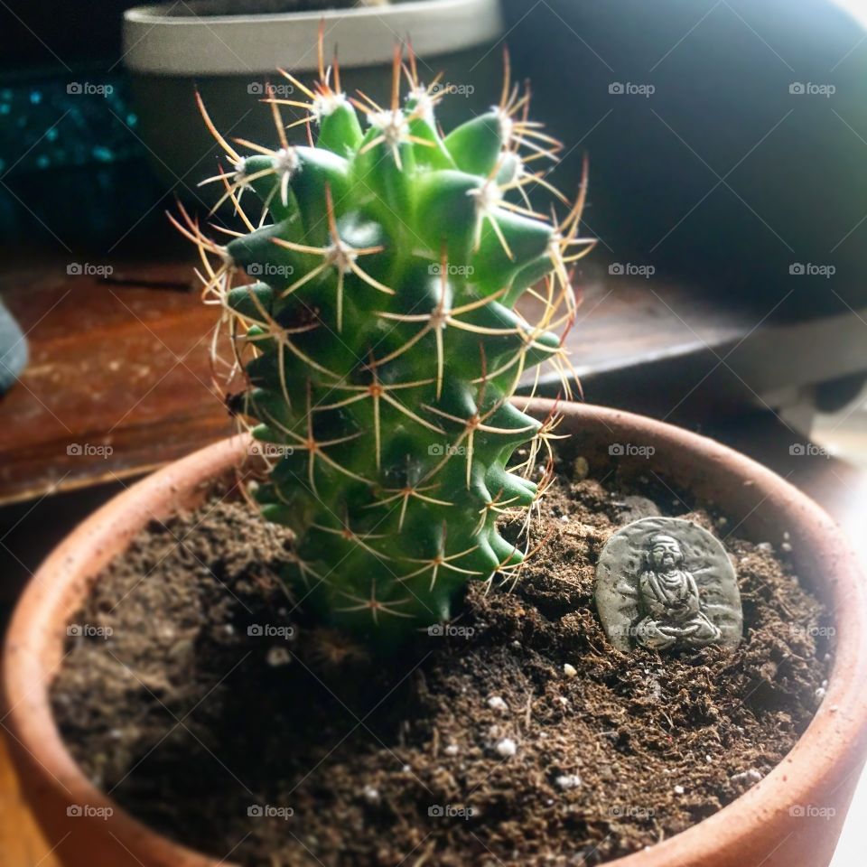 Zen cactus