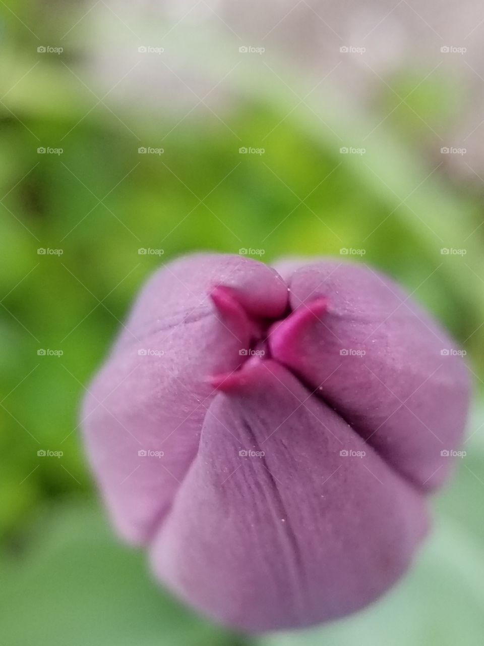 tulip kiss