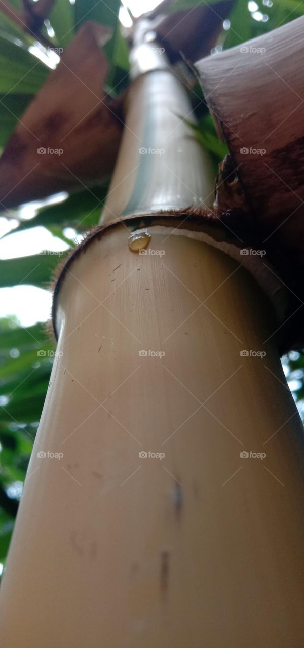 close shoot bamboo plants