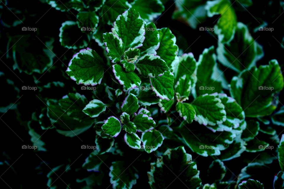 green background of flowers 