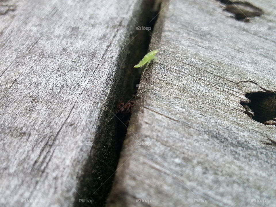 No Person, Nature, Wood, Outdoors, Leaf