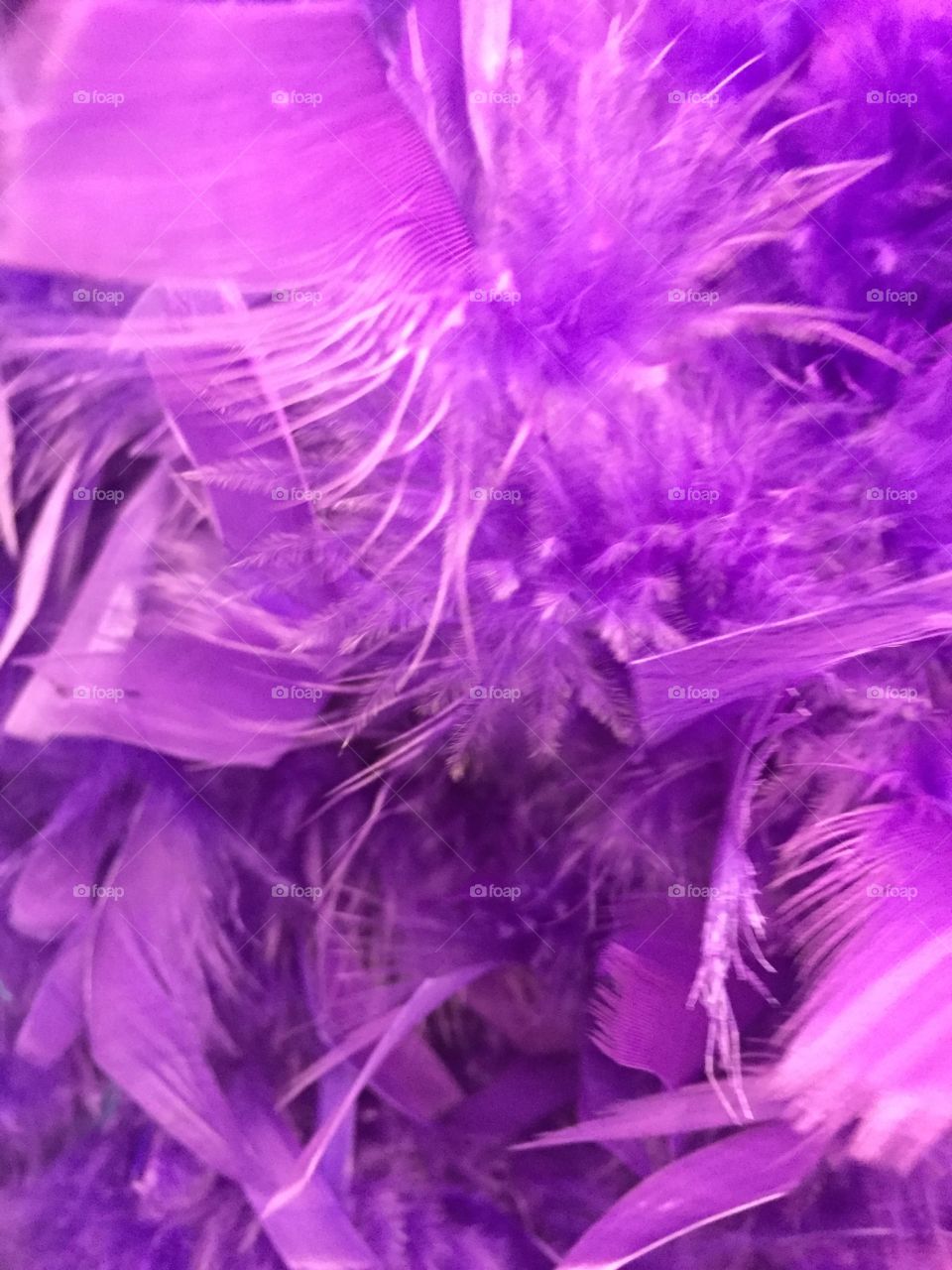 Feather purple 