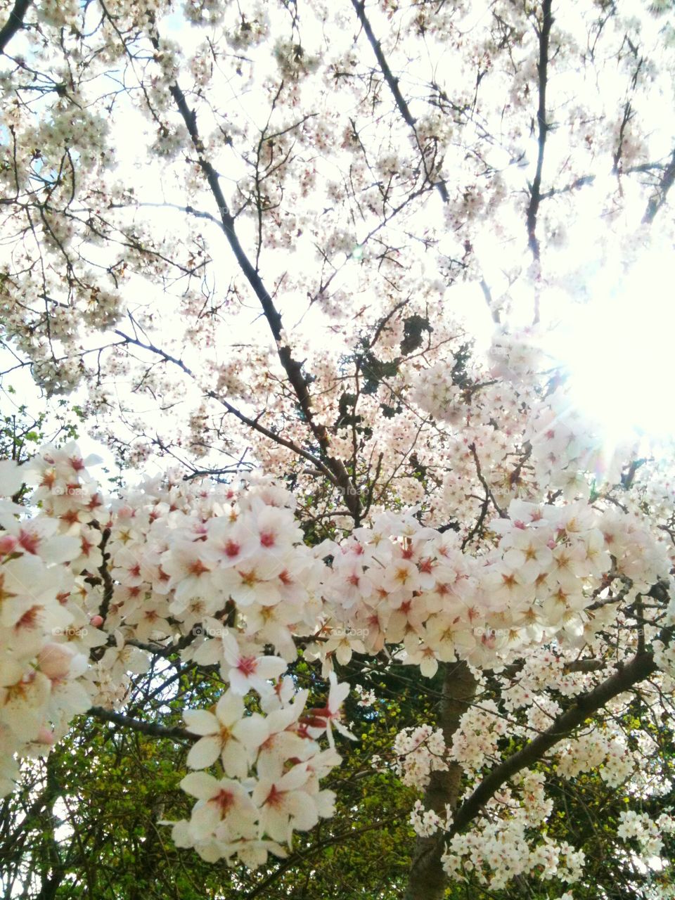 cherry blossom