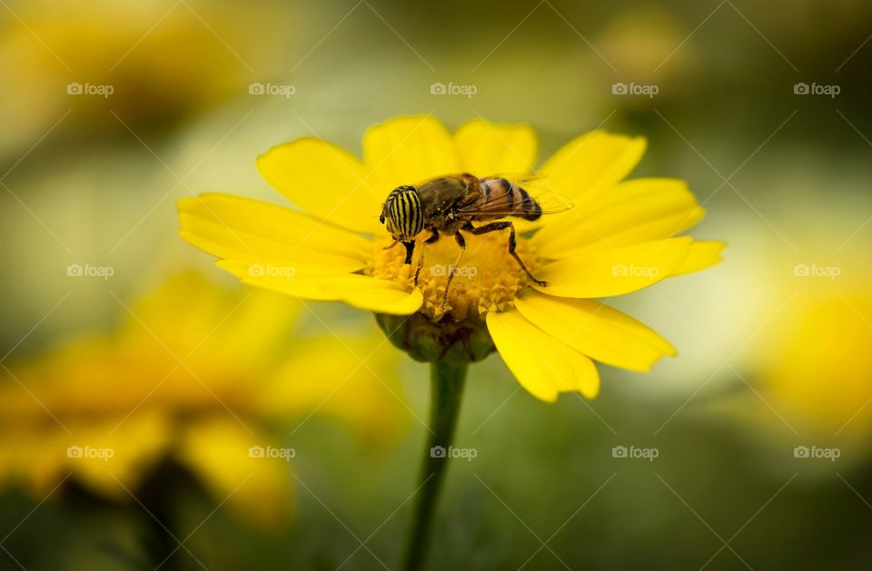 bee feeding