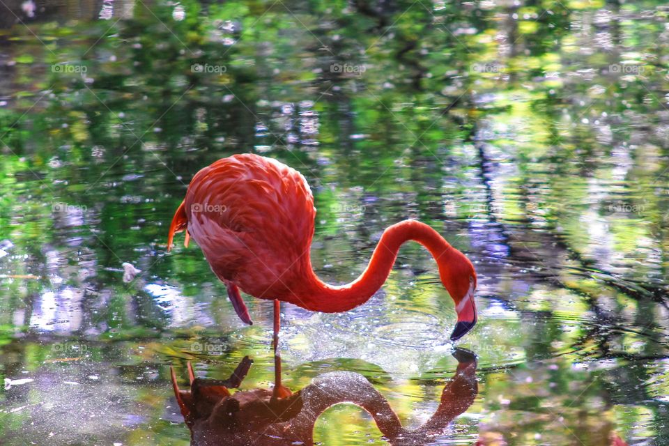 Flamingo