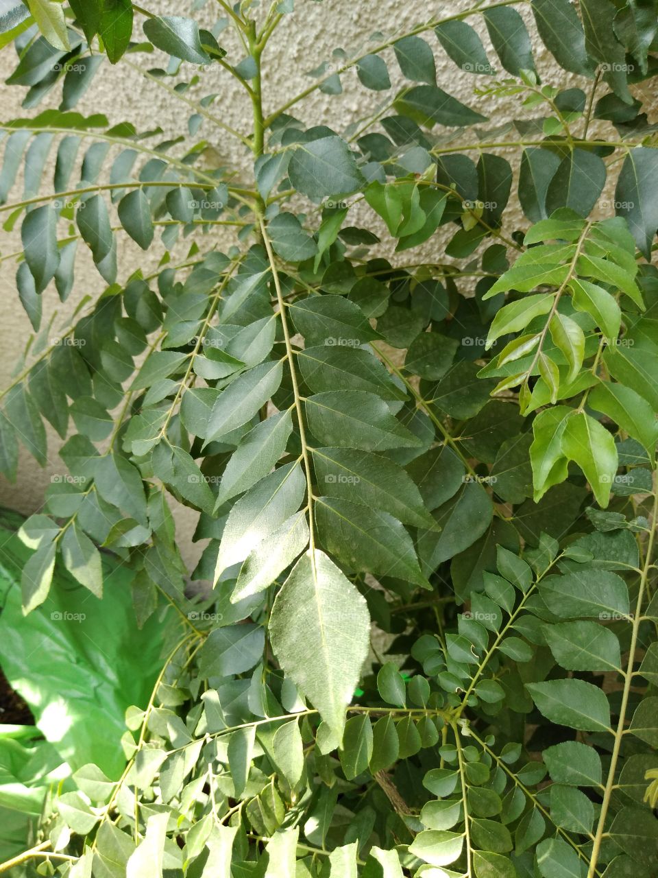 curry leaves which are used in most of the Indian curry