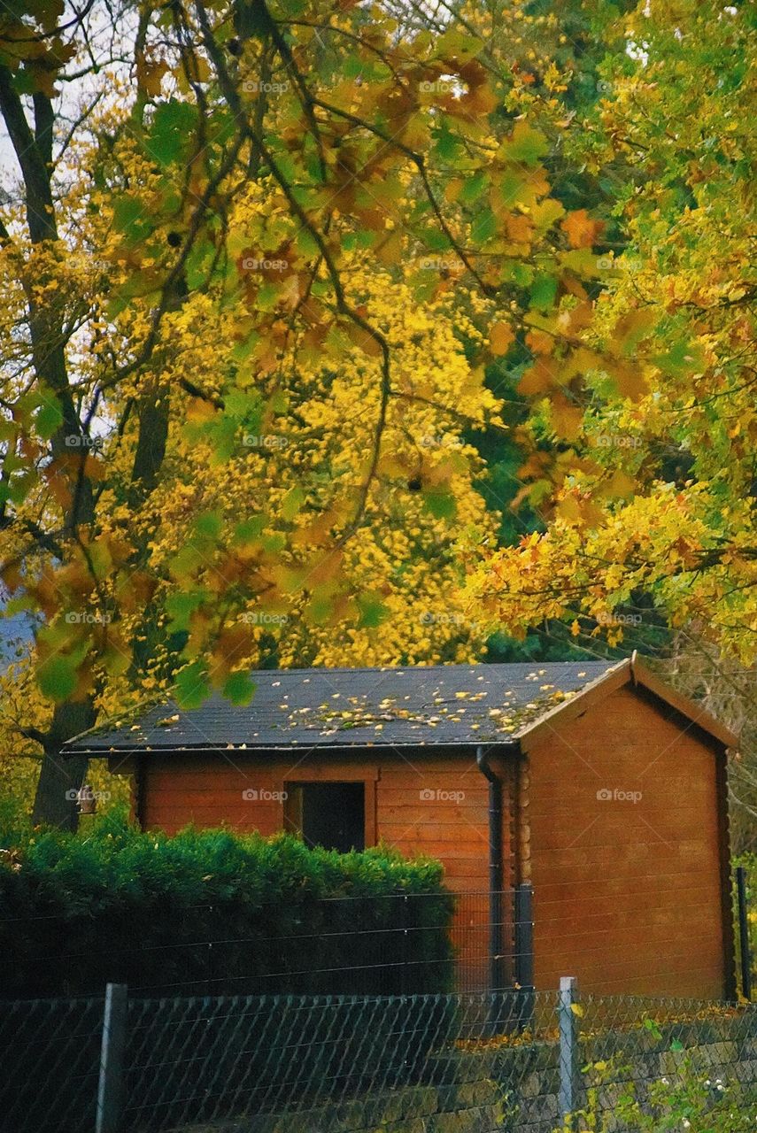 yellow autumn rain