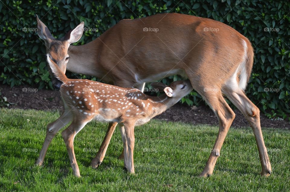 Spotted Fawn Nursing