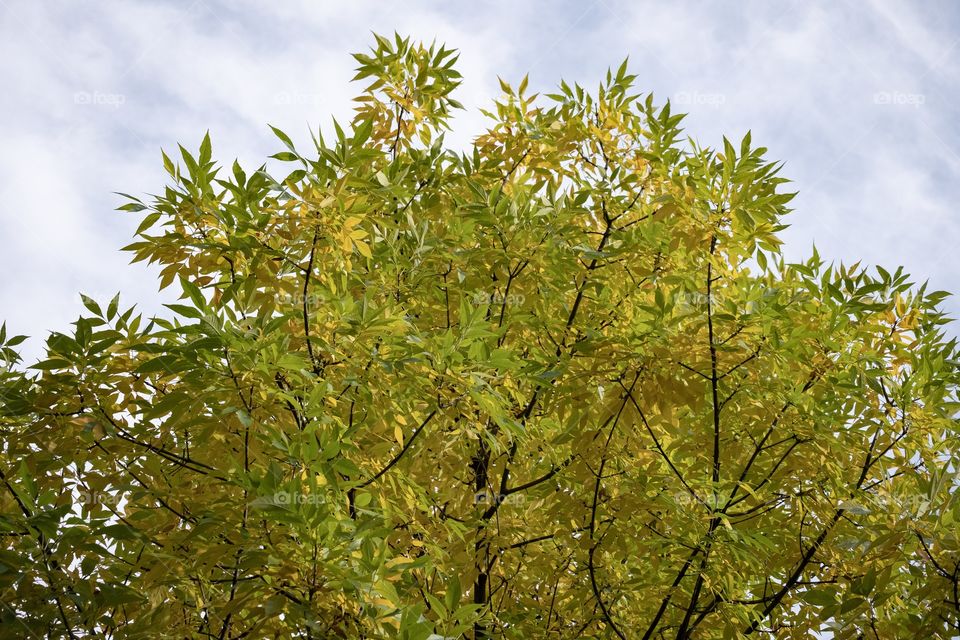 Season of change , Autumn in Georgia