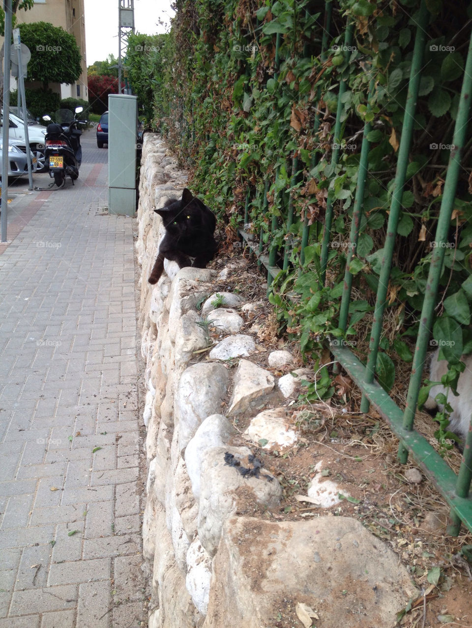 street black cat animal by msp80