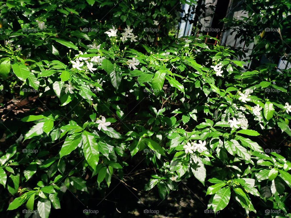 Crepe jasmine 🌼🌼🌼
Flora of the World
Natural Beauty
Green