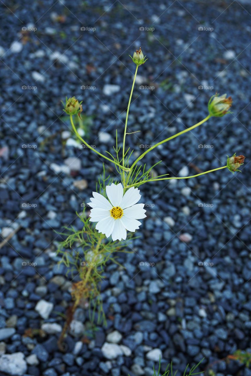 Japan. Cosmos