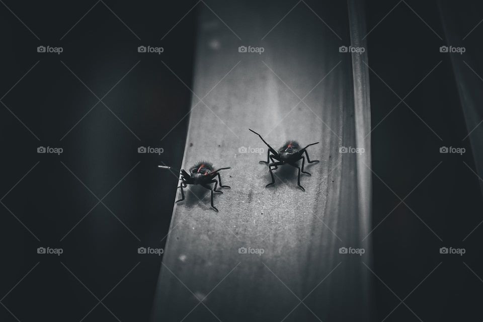 two little bugs