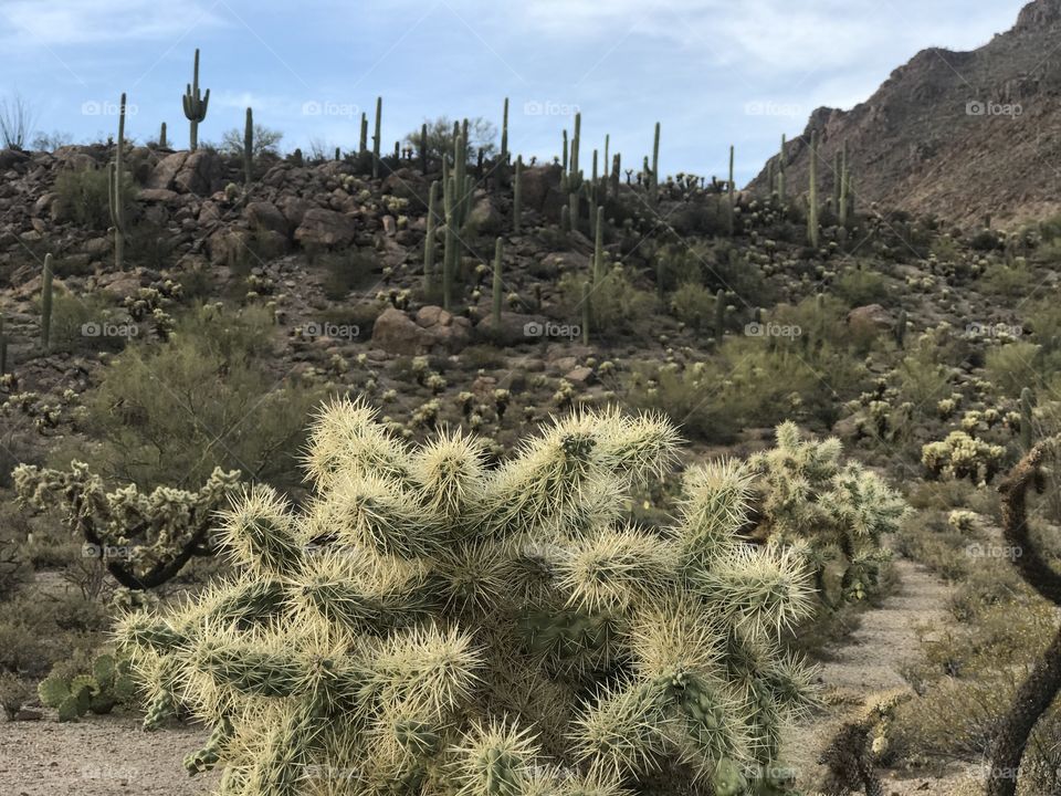 Nature - Desert Landscape 