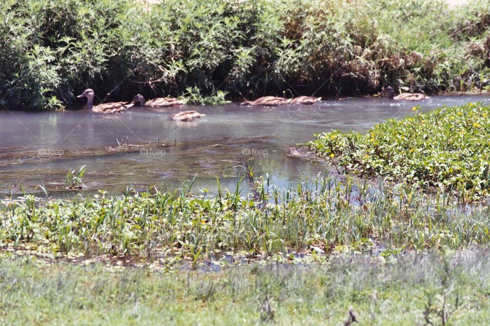 Ducks in a stream