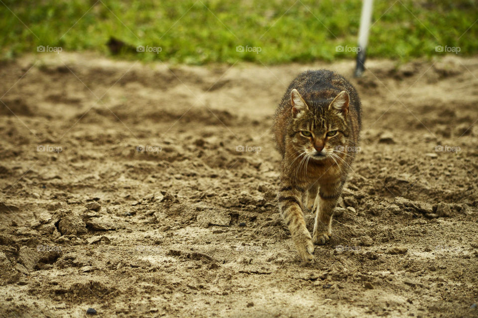 the cat is walking in the sand