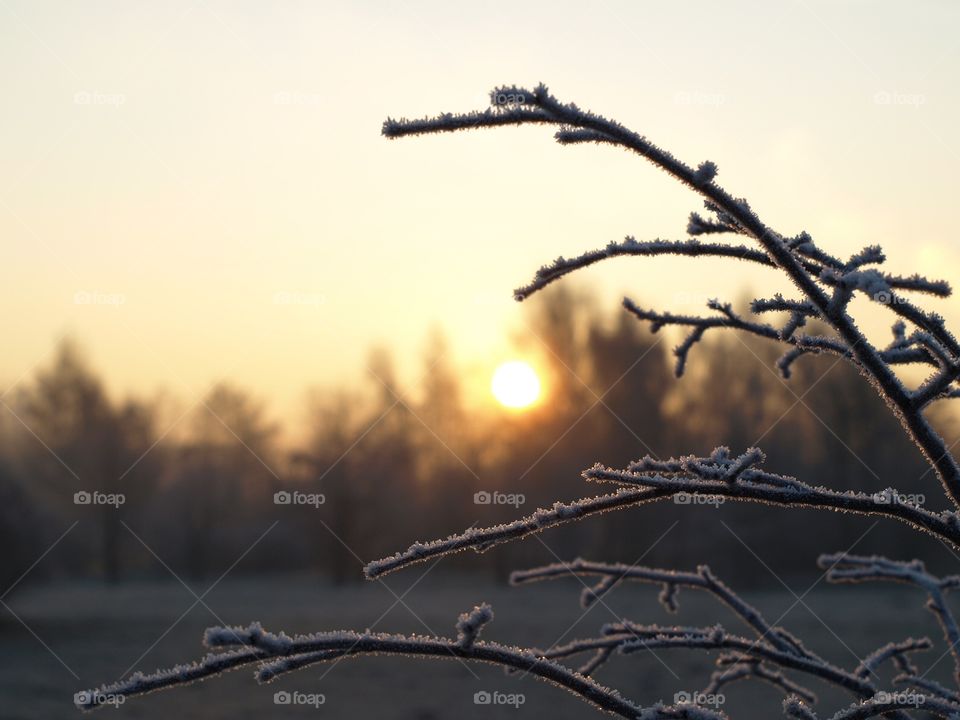 Winter - frost on twigs