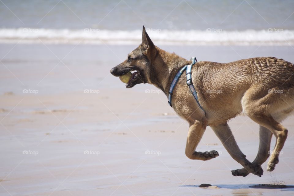 Dog run Moroccan beach 