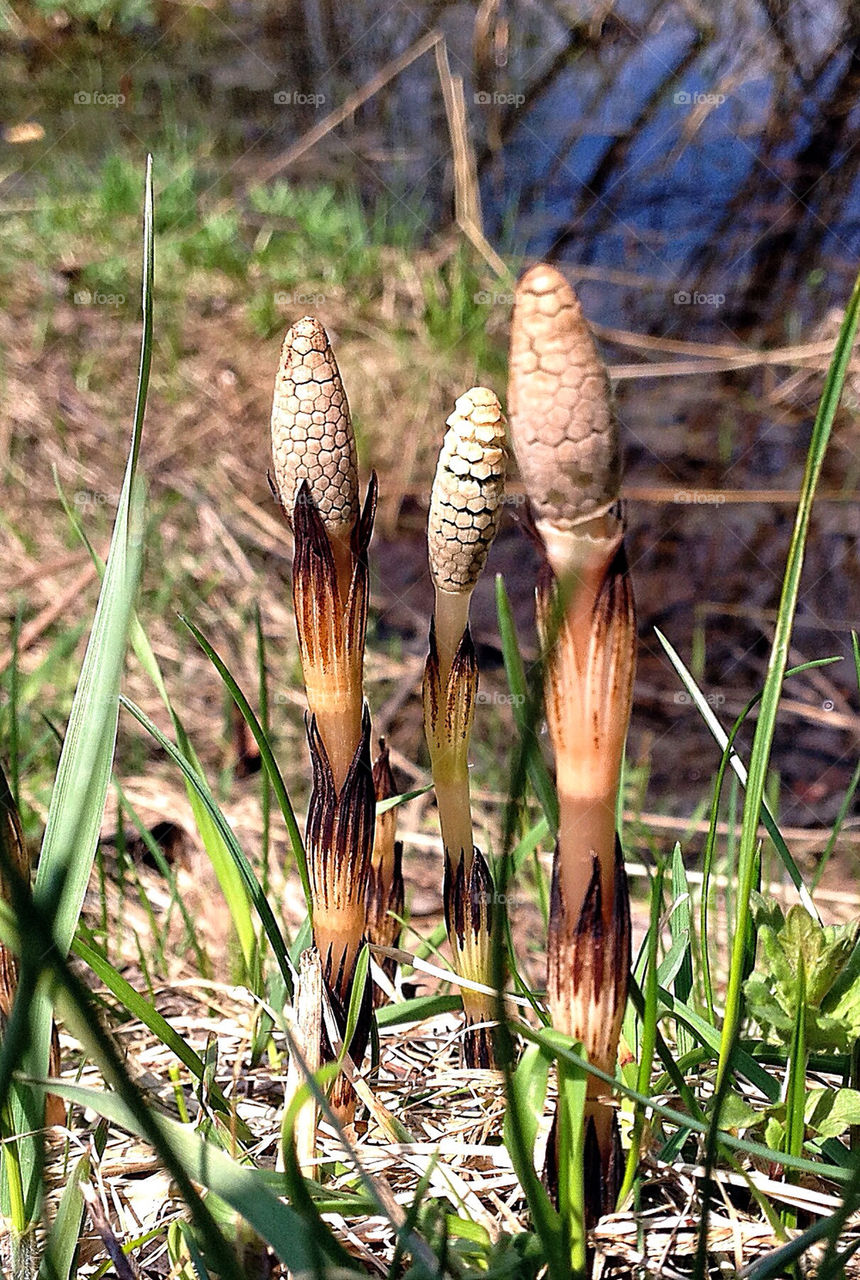 ХВОЩ ПОЛЕВОЙ