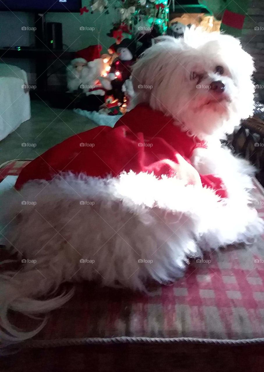 MERRY CHRISTMAS TO ALL!