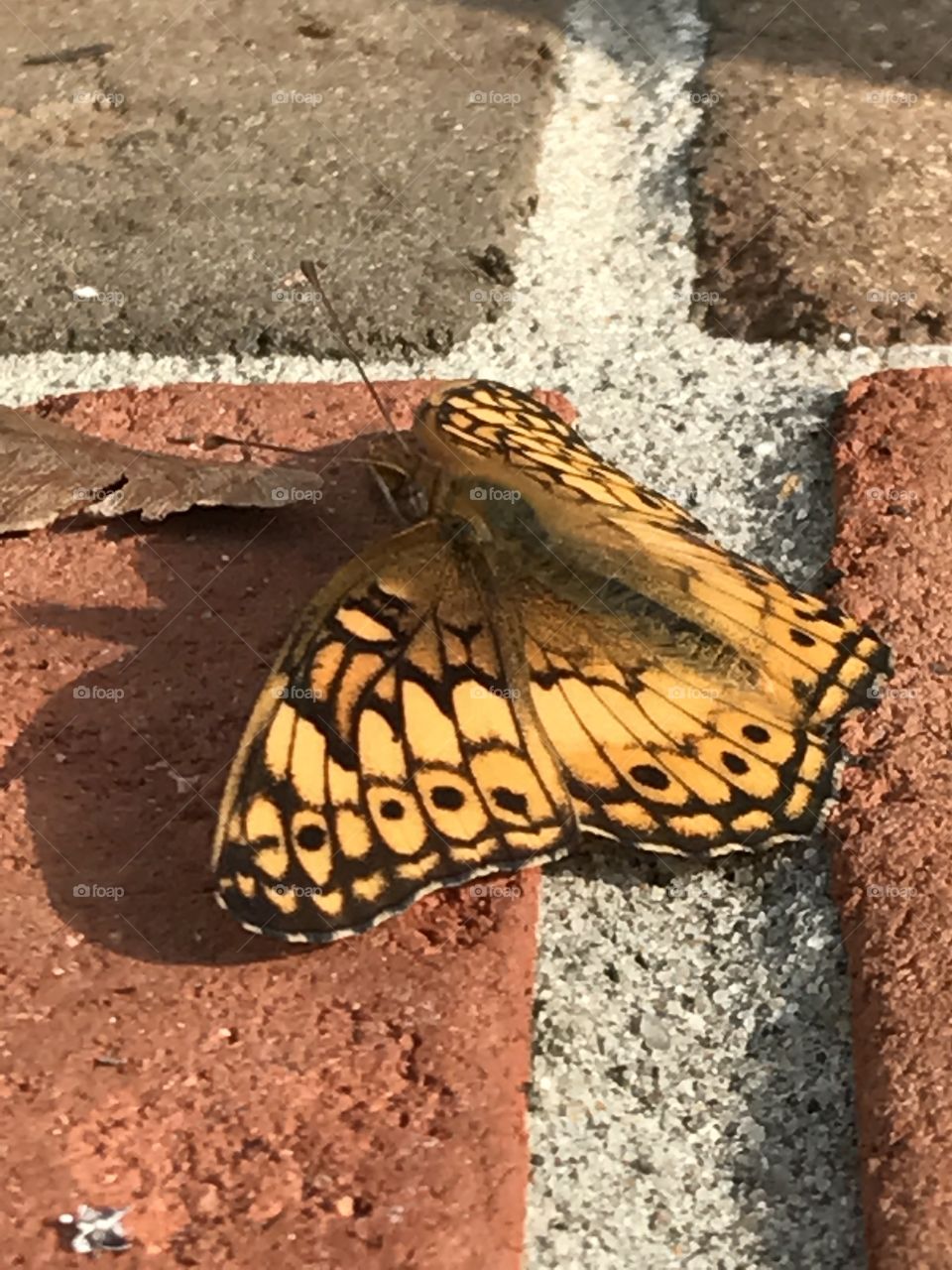 Butterfly on brick