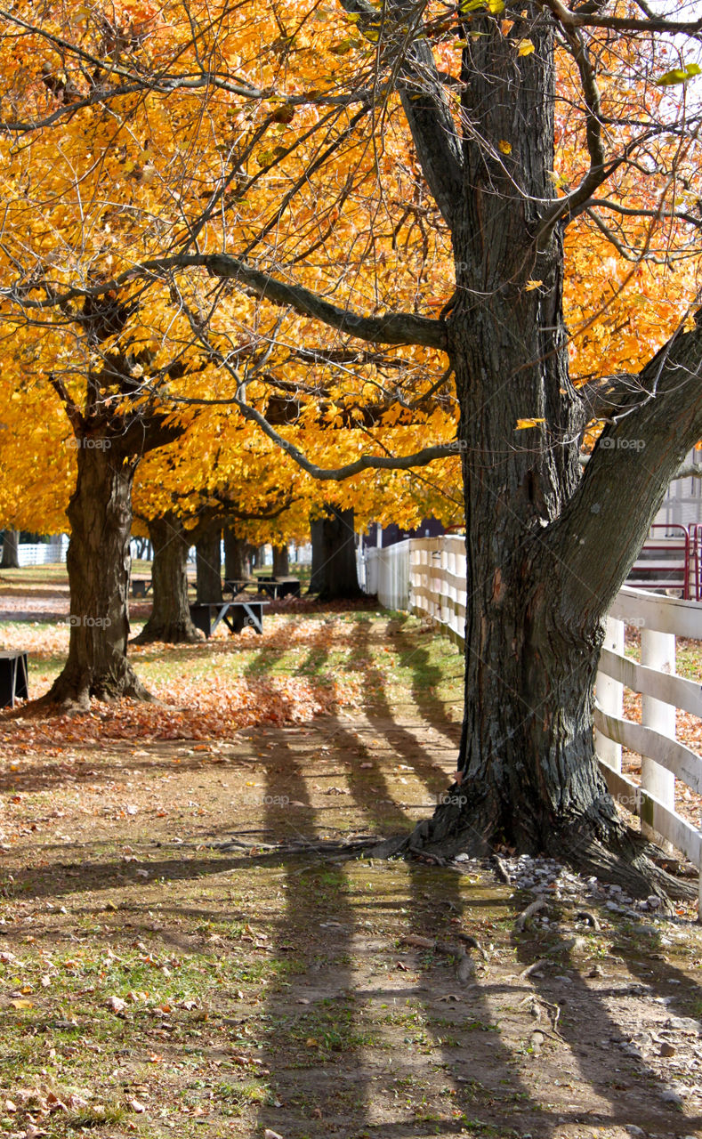Shaker Village Kentucky Fall Colors