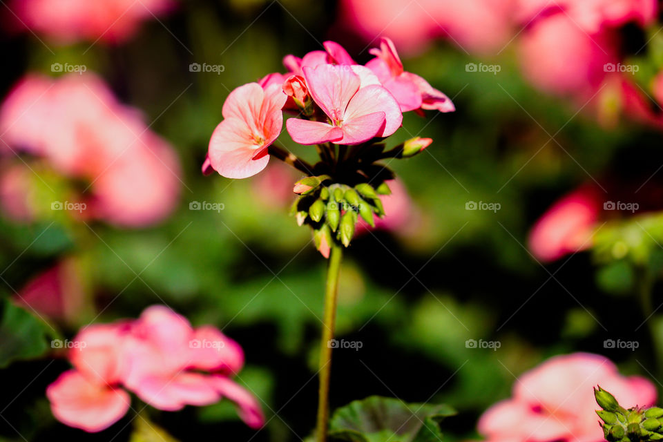 pink flower. pink flower in the garden