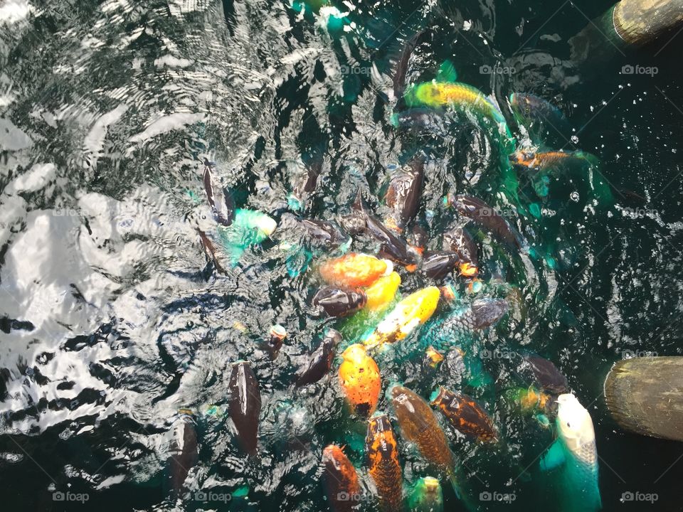 Koi Fish Japanese Pond Water Fishes Blue Colorful Goldfish