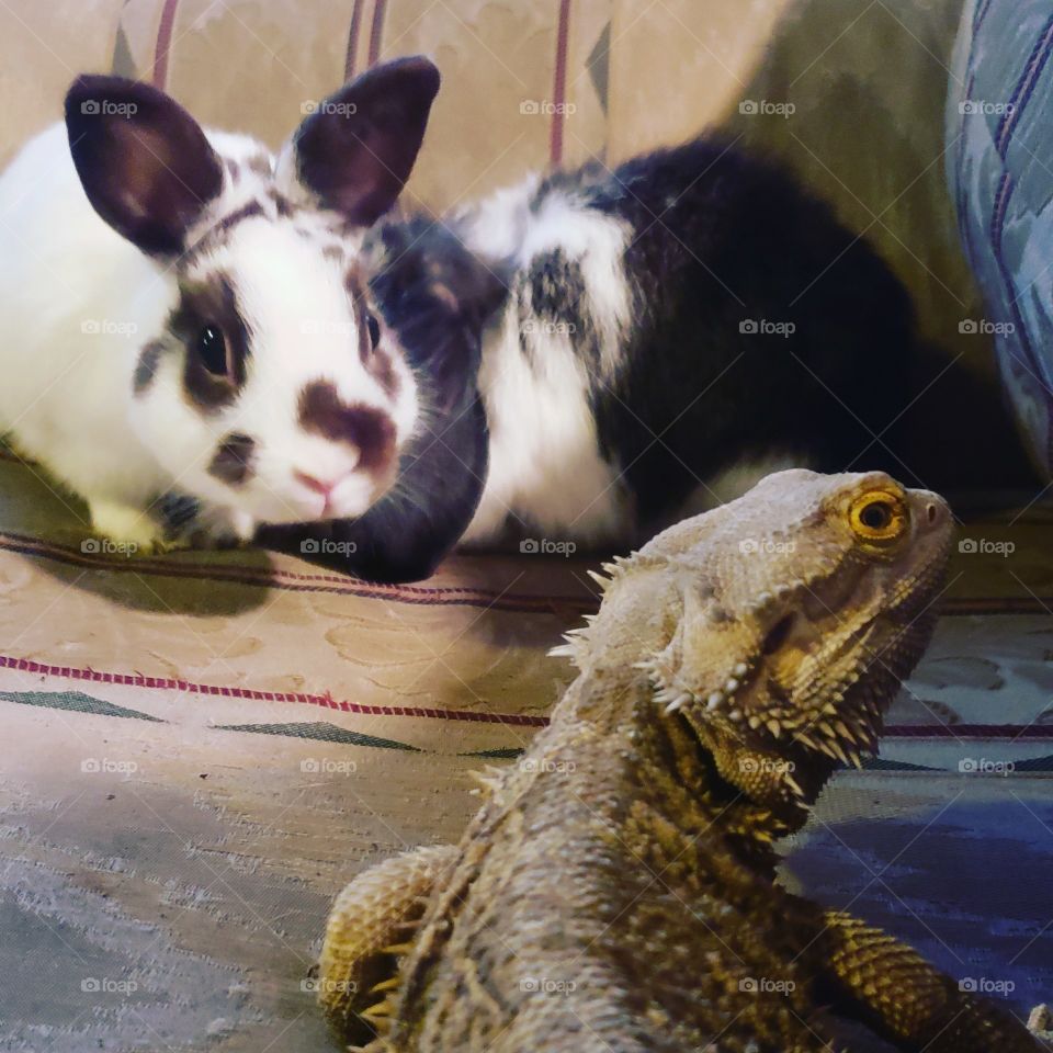 lizard and two rabbits