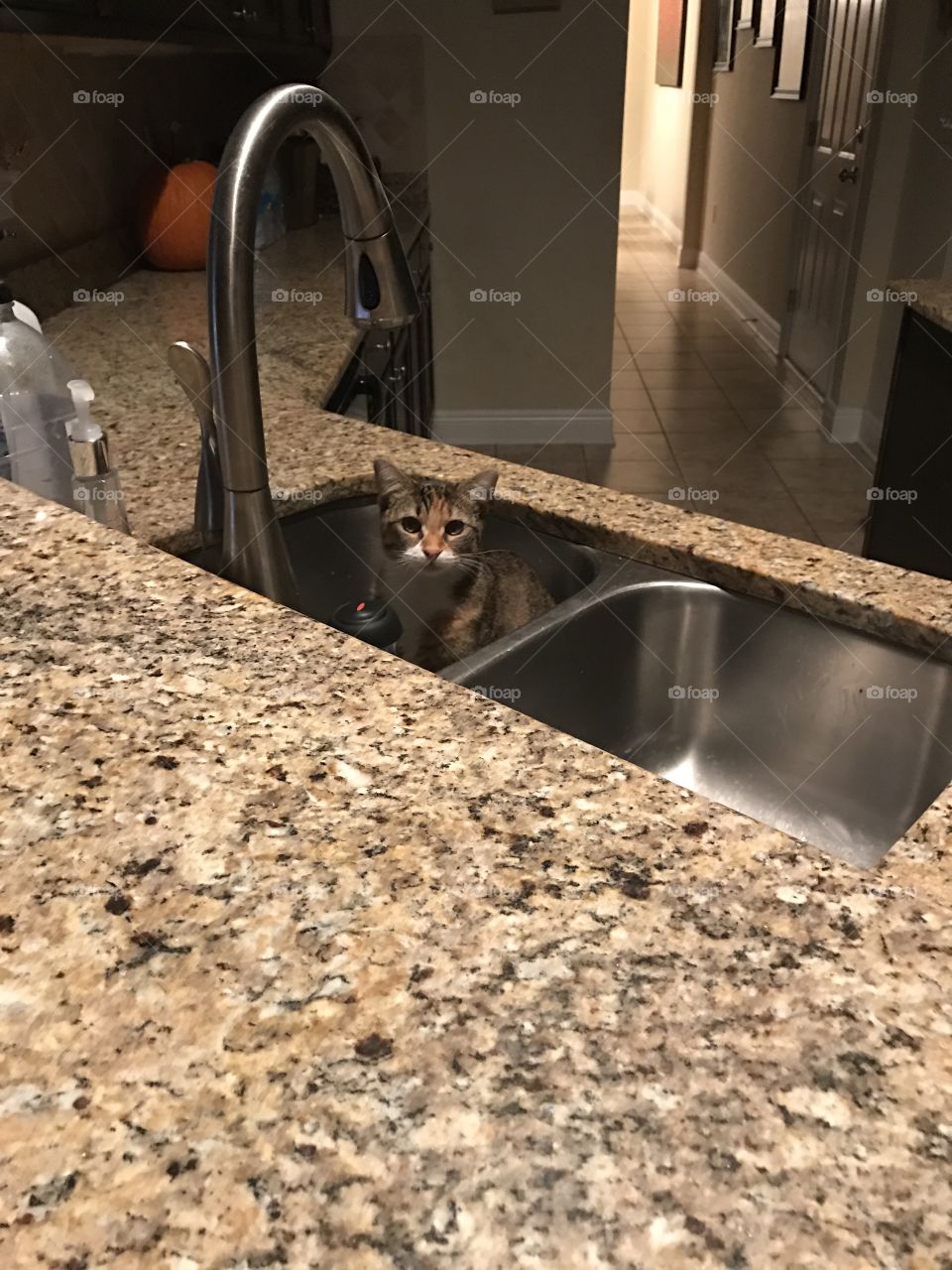 Sink kitty