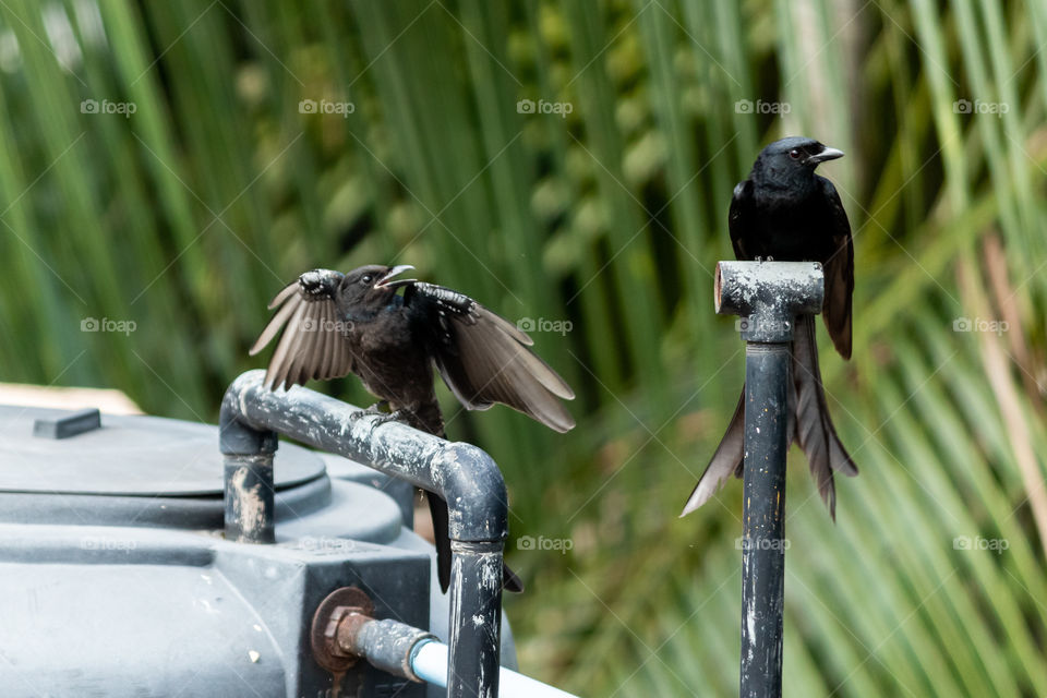 Black Drongo