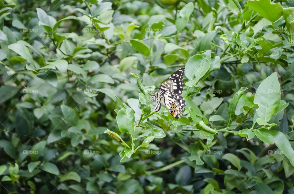 Butterfly In Key Lime Tree