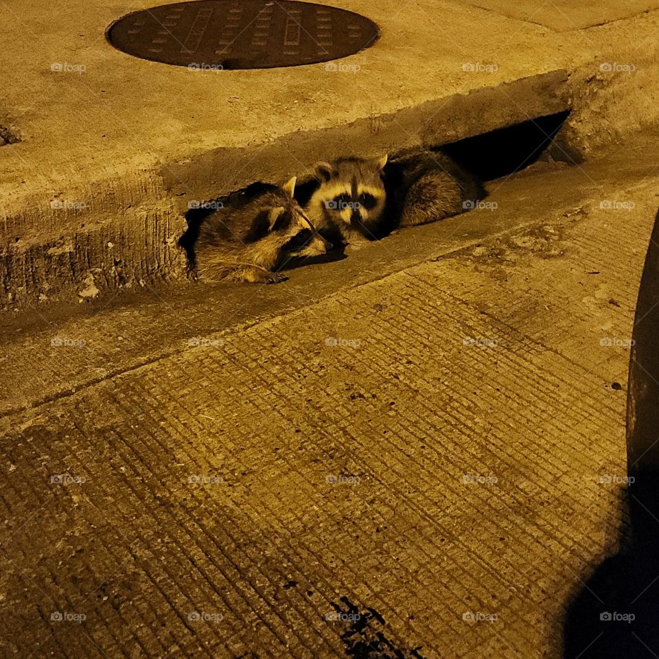 Raccoon kids saying hello