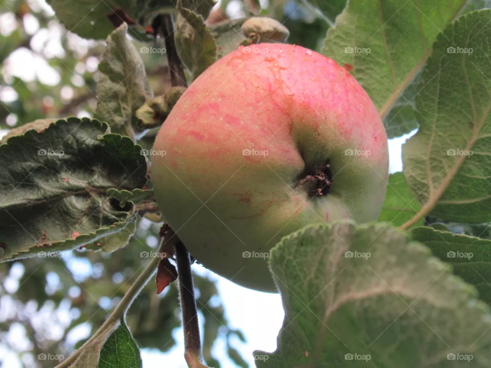 apple from paradise