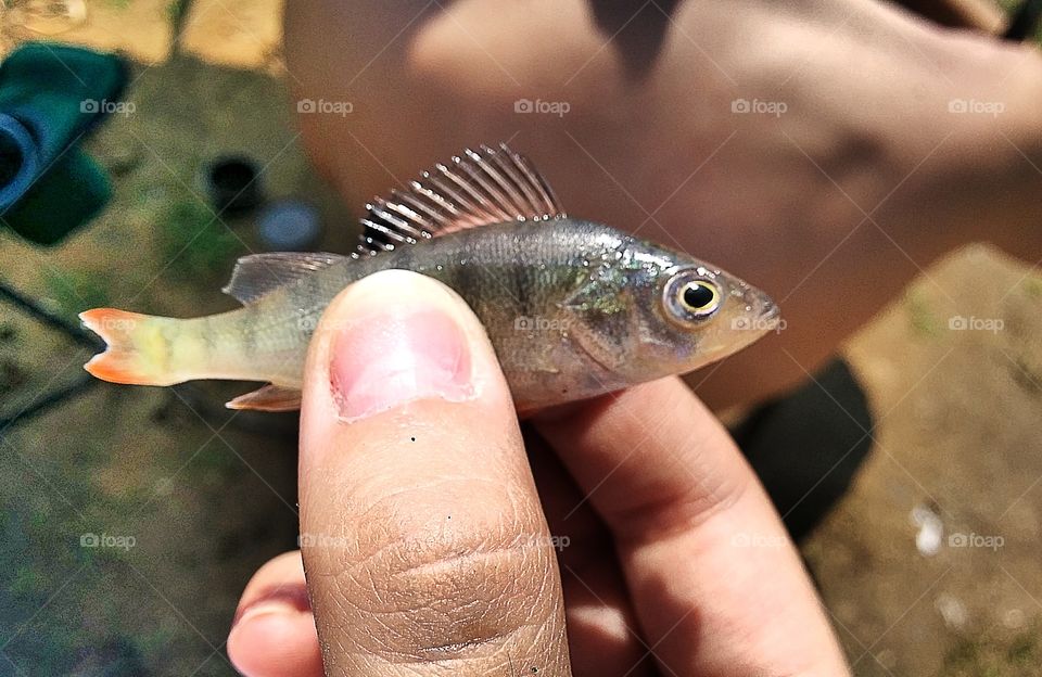 Little fish
