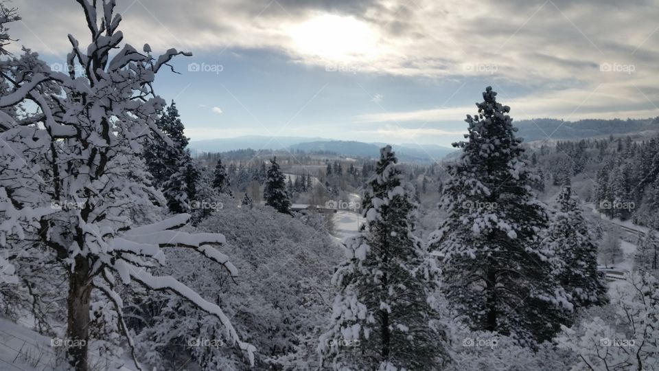 Frozen trees in forest during winter