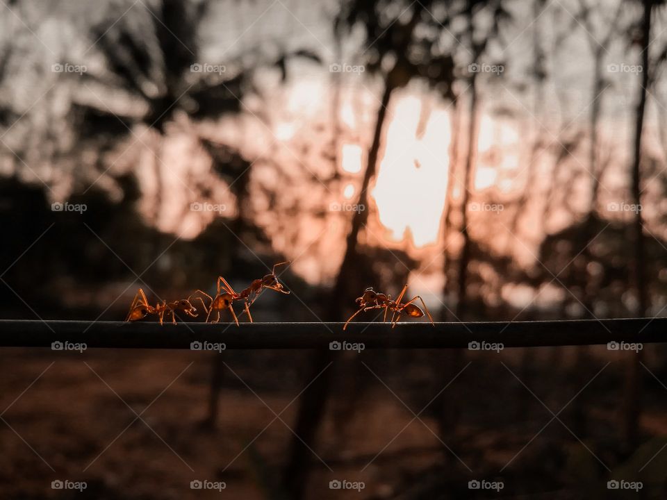 ants  on sun rises