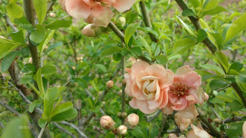 Nature, Flora, Leaf, Flower, Garden