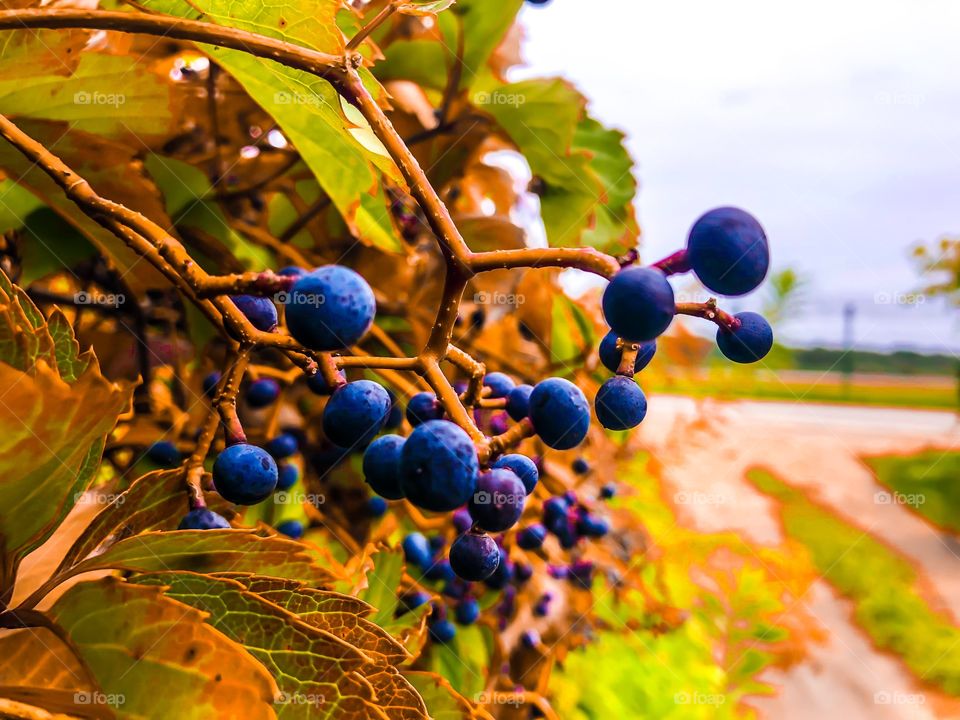 berries blue with autum leaves 