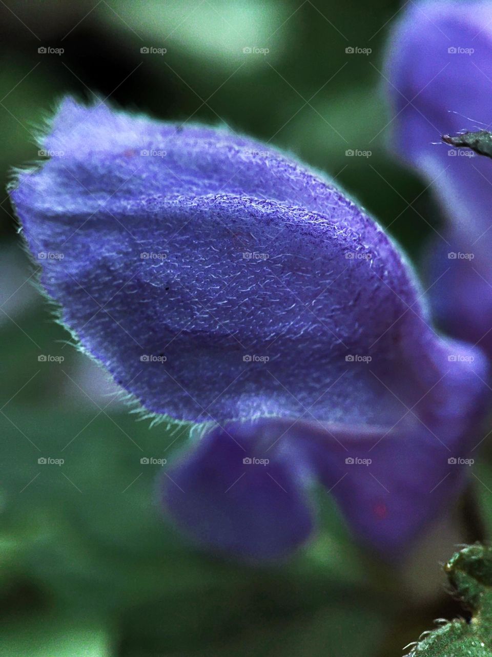 Macro photo of summer plants