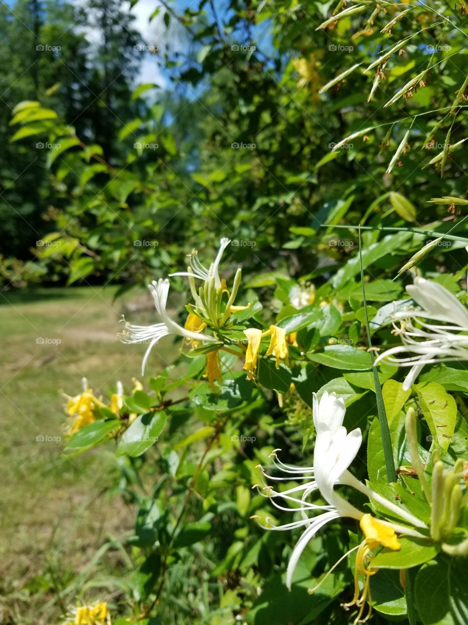 honeysuckle