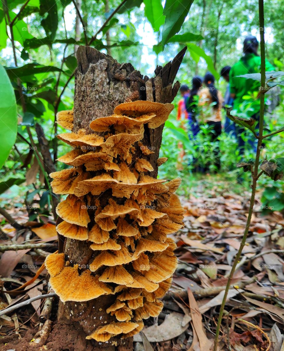 wild mushrooms on trees...