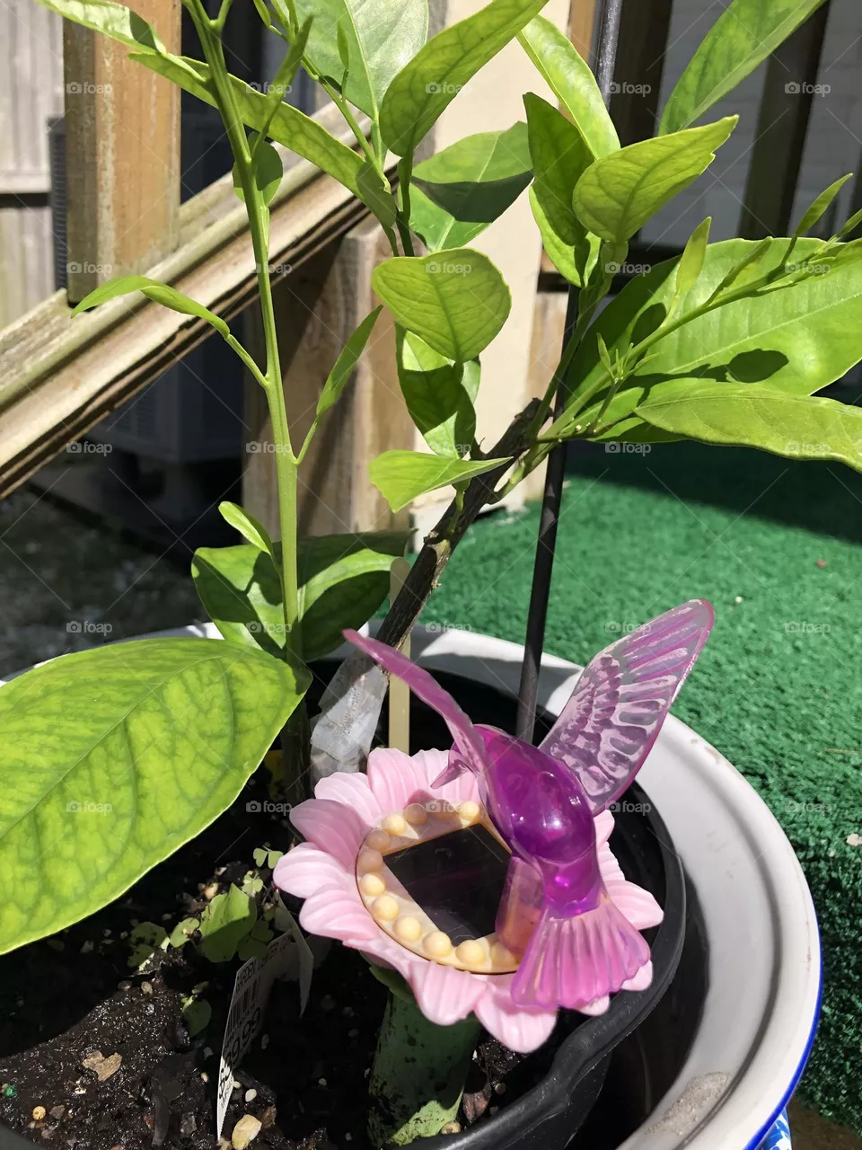 Humming bird garden ornament / potted plants 🪴