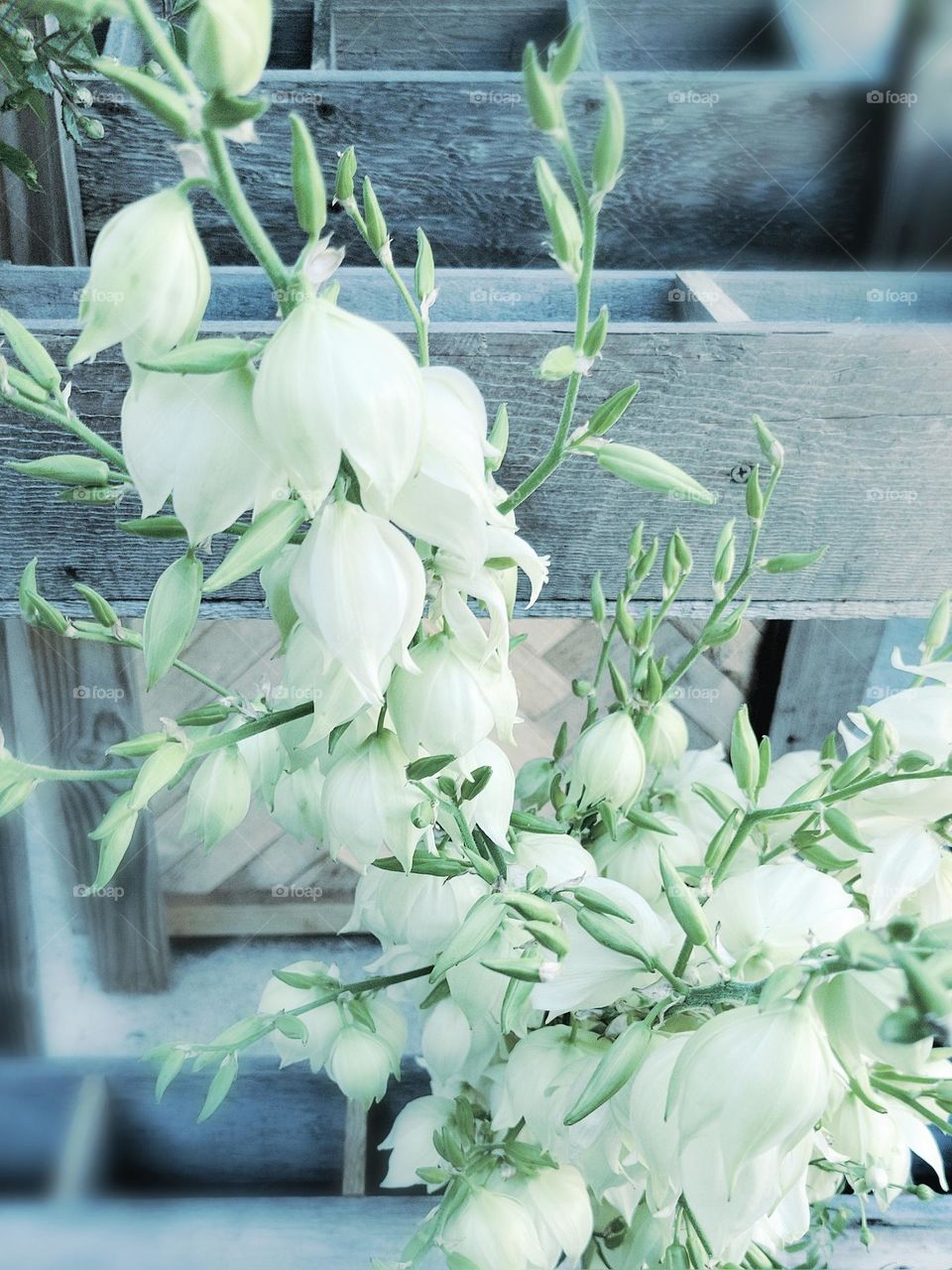 white flowers in the city