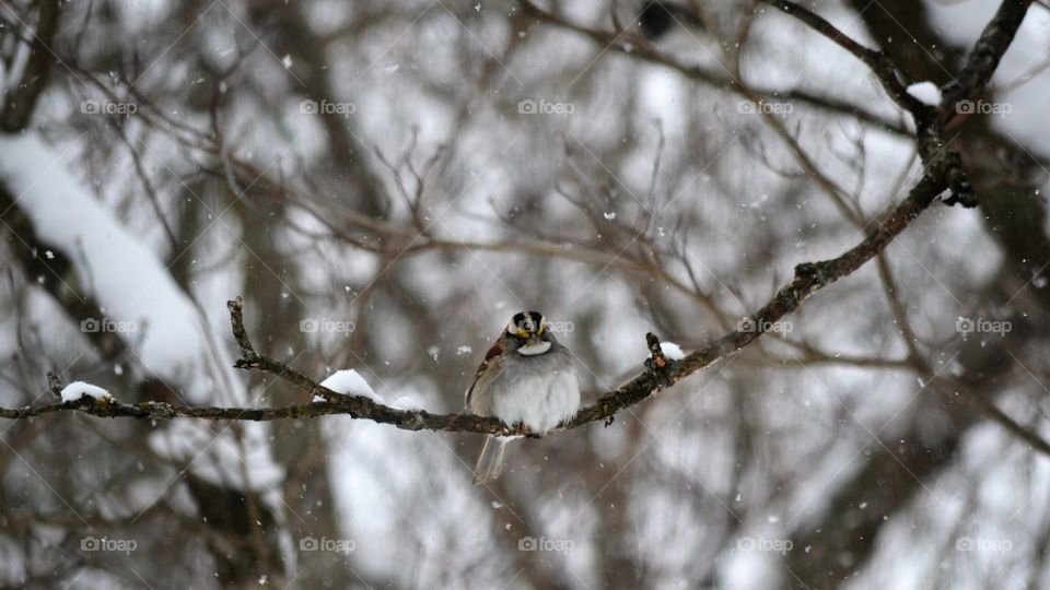 birds in snow