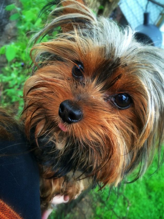 Aww pup 