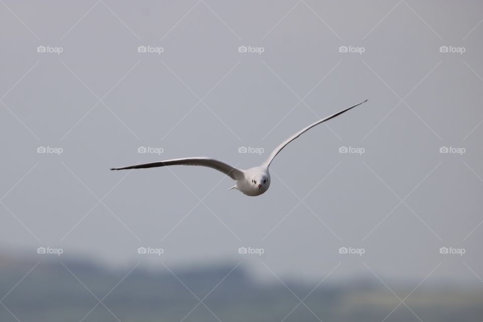 seagull in flight