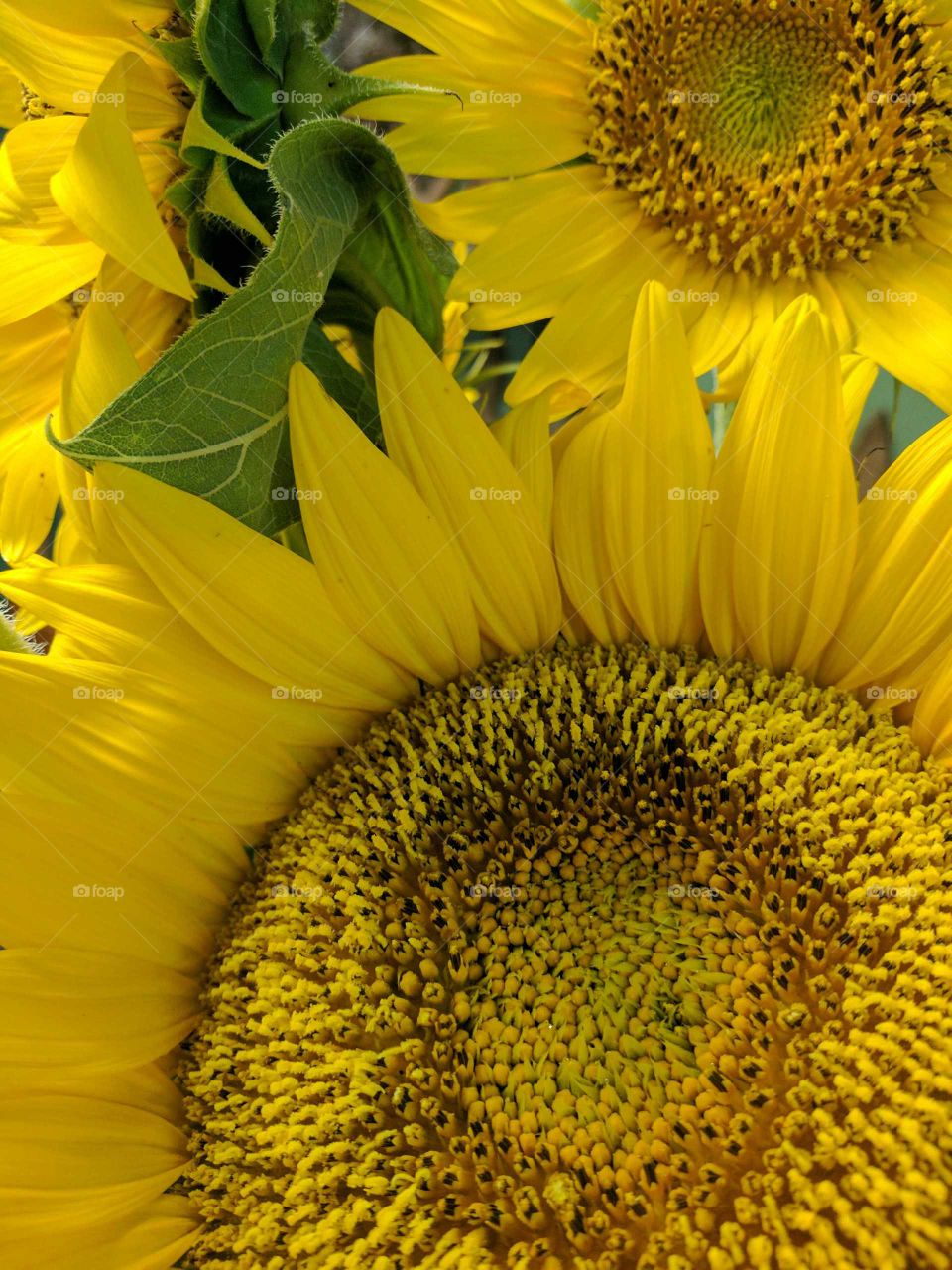 Happy sunflowers